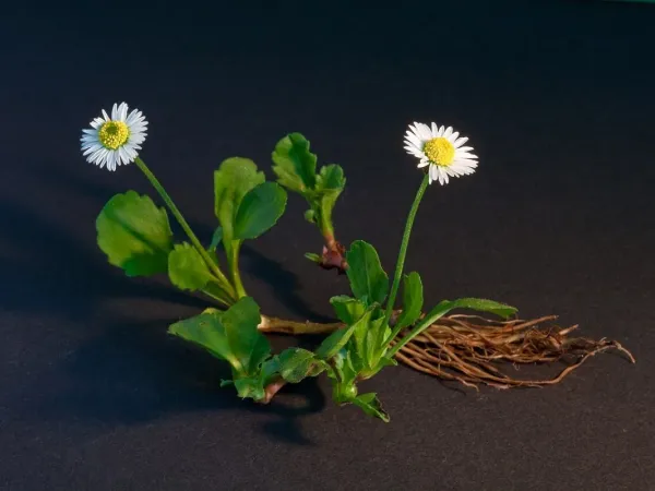 Gänseblümchen (Bellis)