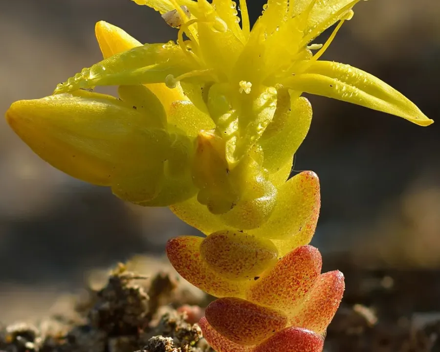 Fetthenne (Sedum)