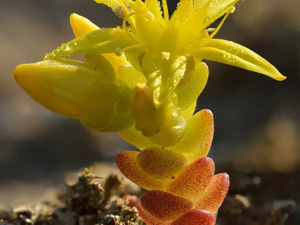 Fetthenne (Sedum)