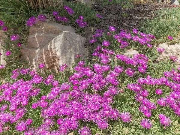 Mittagsblume
