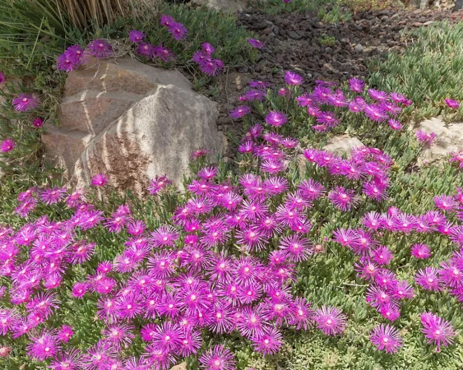 Mittagsblume