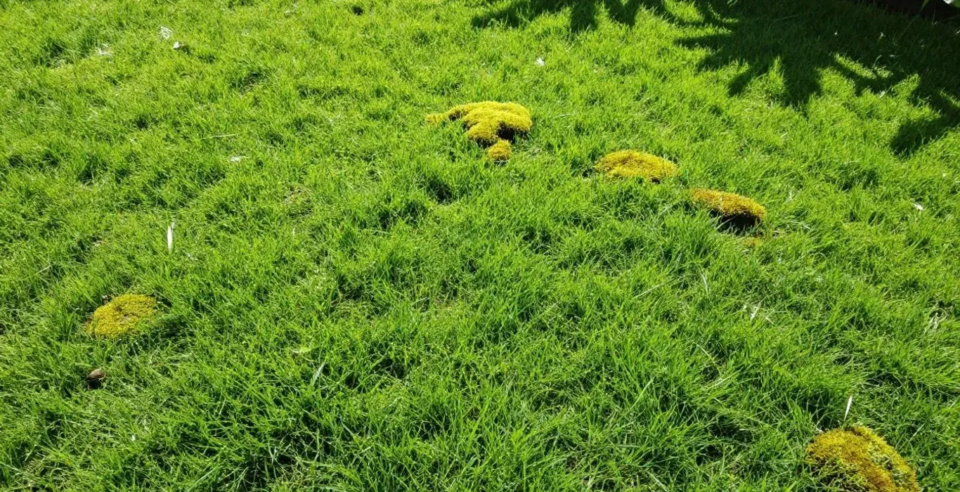 Moos statt Rasen! Die einfache Lösung für dauerhaft grünes Gras