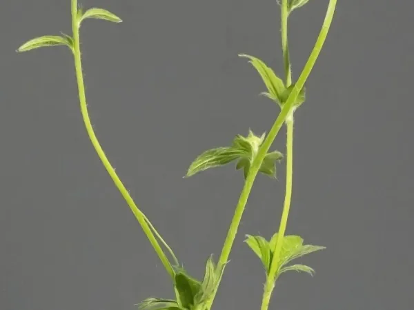 Nelkenwurz