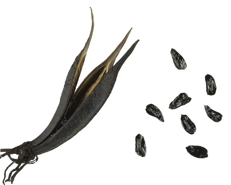 Neuseelandflachs