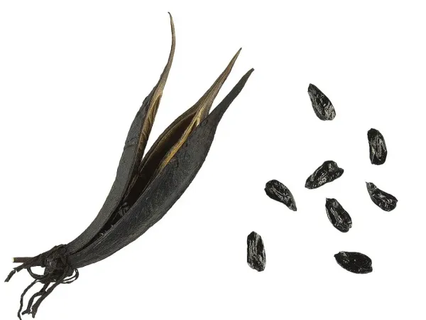 Neuseelandflachs