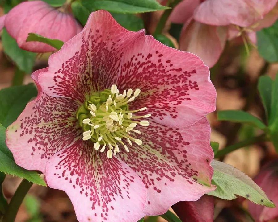 Lenzrose (Helleborus)