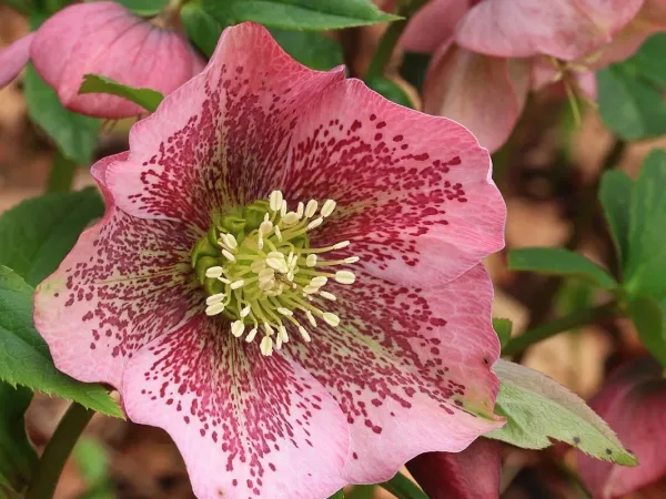 Lenzrose (Helleborus)