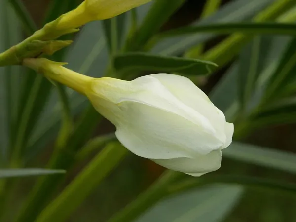Oleander