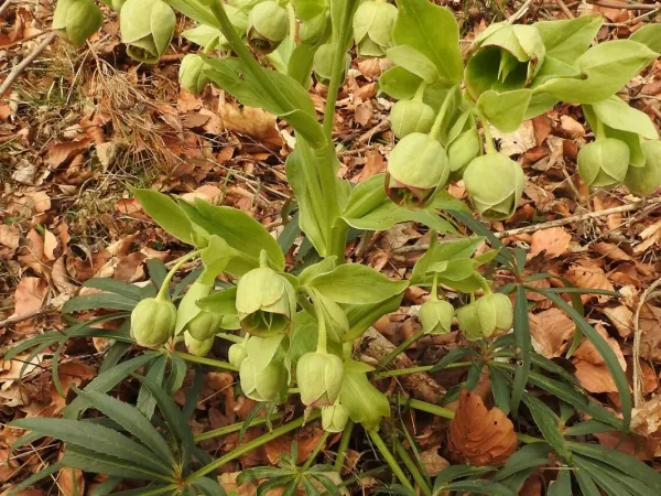 Palmblatt-Nieswurz
