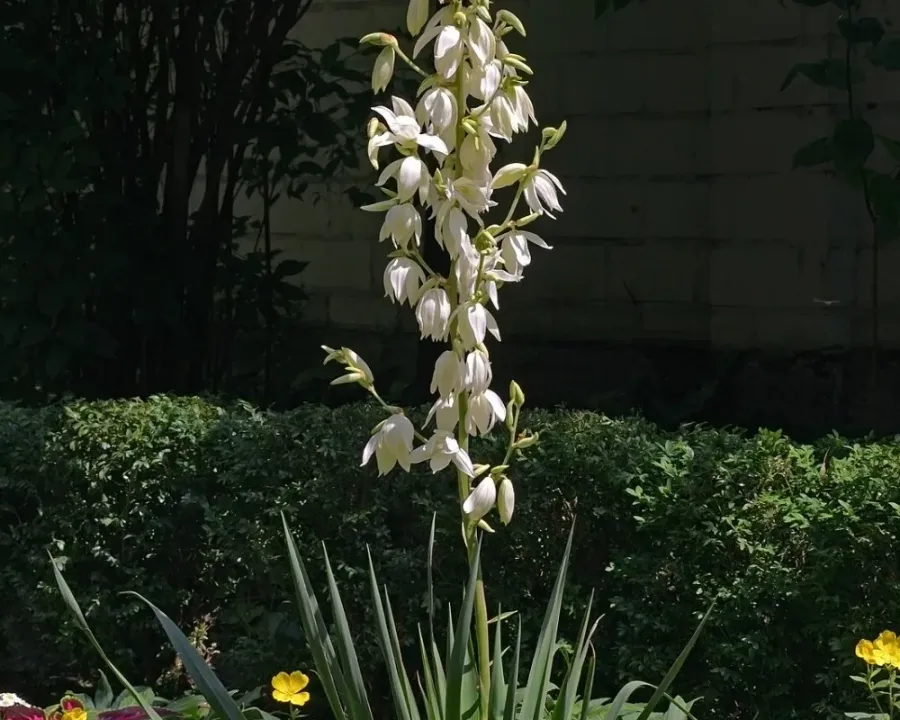 Palmlilie