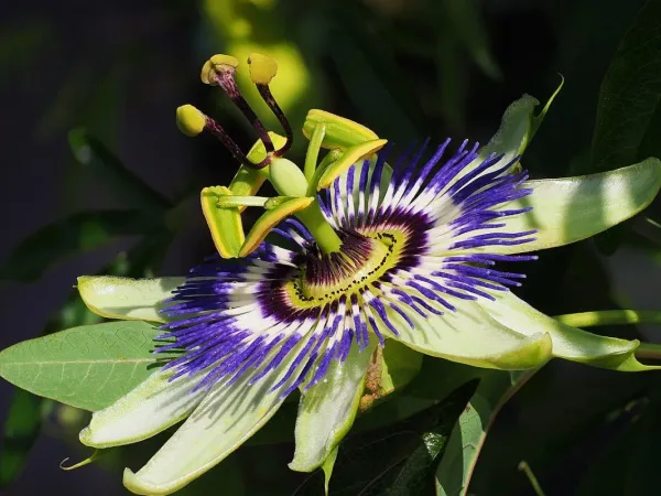 Passionsblume