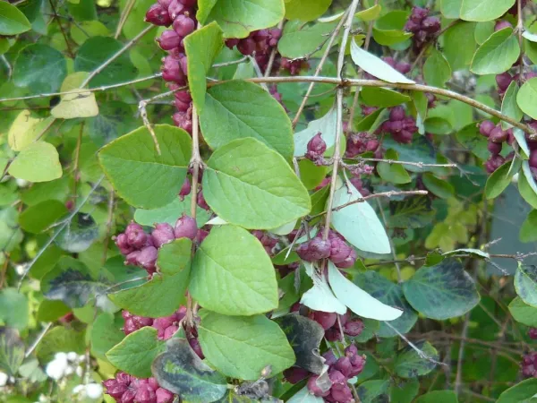 Perlbusch