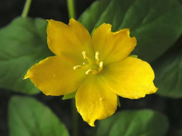Pfennigkraut