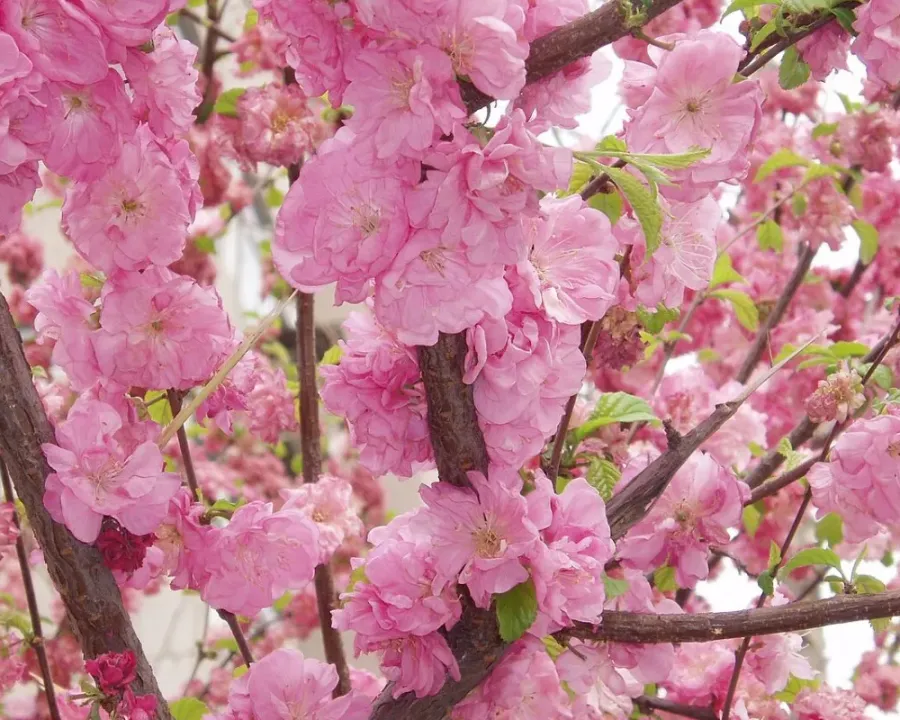 Pfirsichbaum
