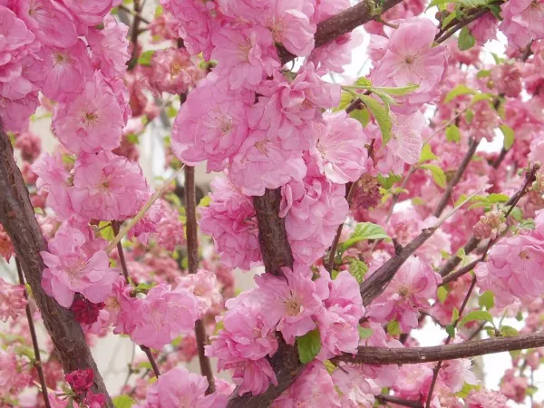 Pfirsichbaum