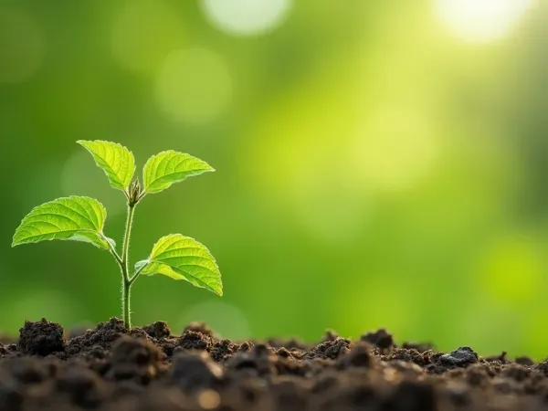 Kleine, kümmerliche Pflanze neben kräftiger Pflanze gleicher Art im Gartenbeet