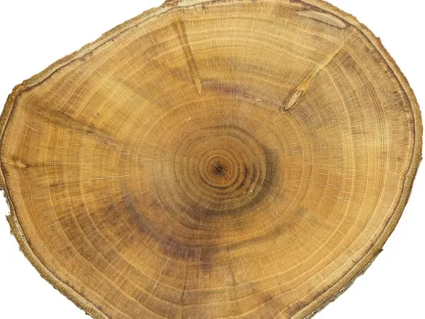 Pflaumenbaum (Zwetschge)