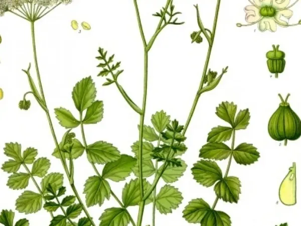 Pimpernelle