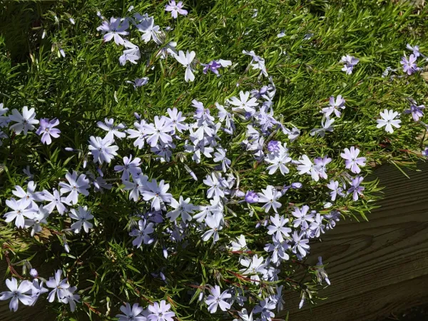Polsterphlox