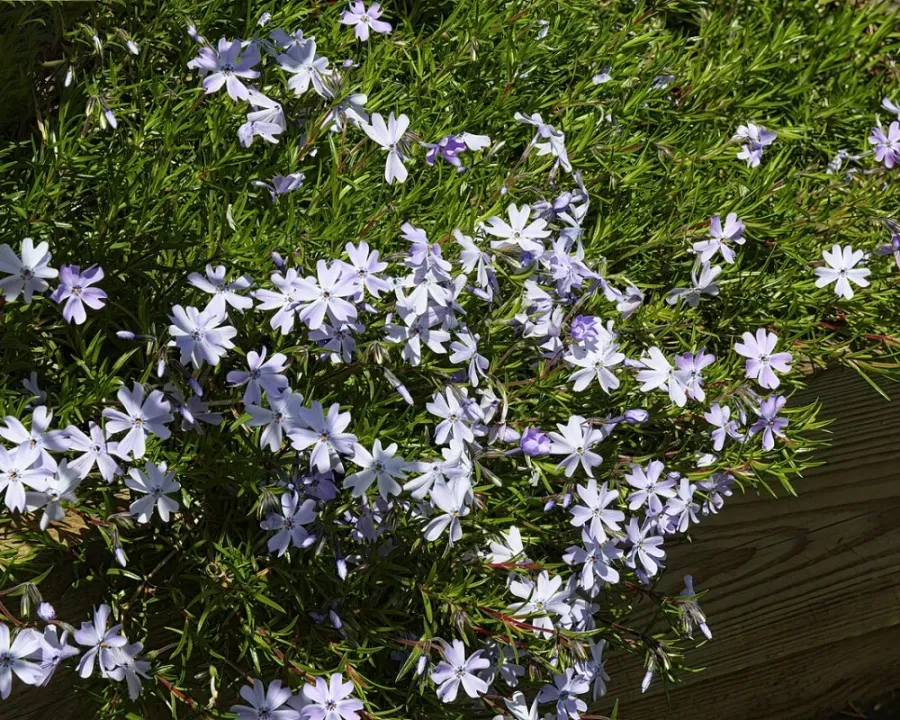 Polsterphlox