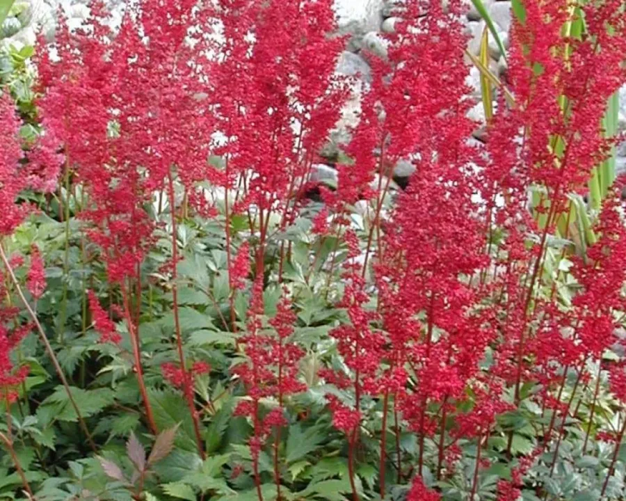 Prachtspiere (Astilbe)