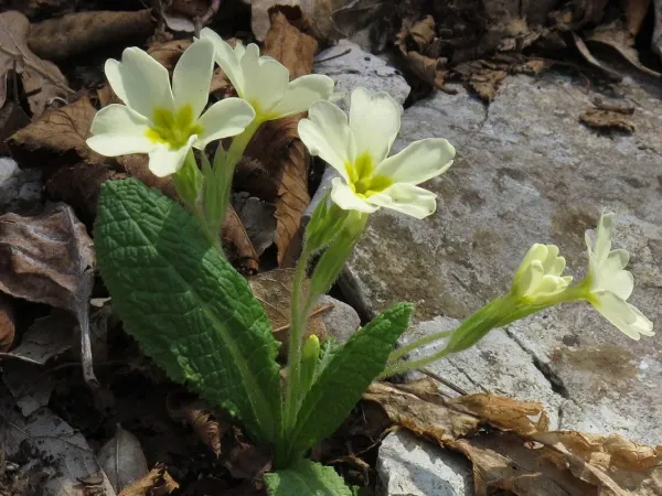 Primel (Schlüsselblume)