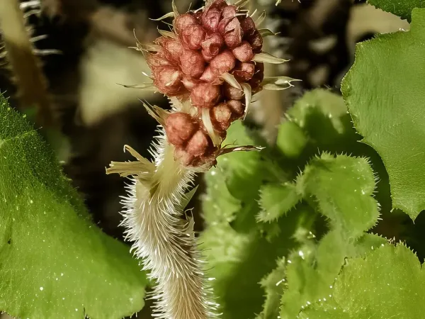 Purpurglöckchen
