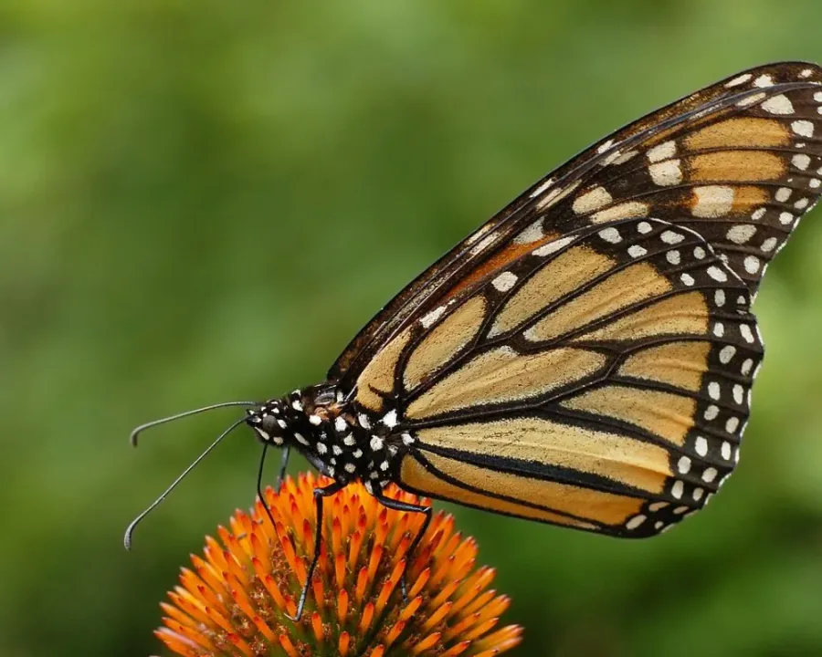 Purpurhut (Echinacea)
