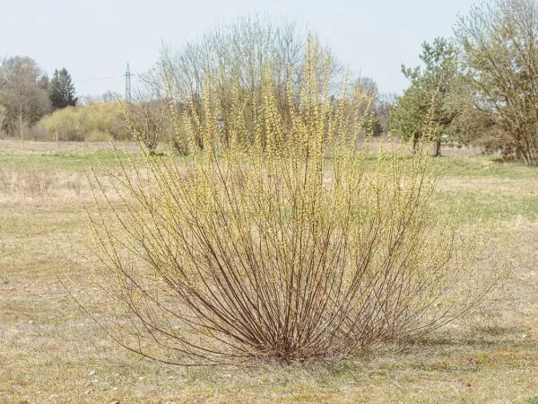 Purpurweide