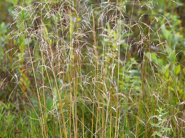 Rasen-Schmiele