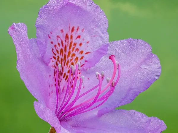 Rhododendron
