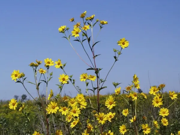 Riesen-Sonnenblume