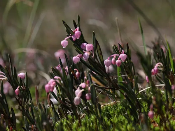 Rosmarinheide