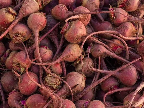 Rote Bete