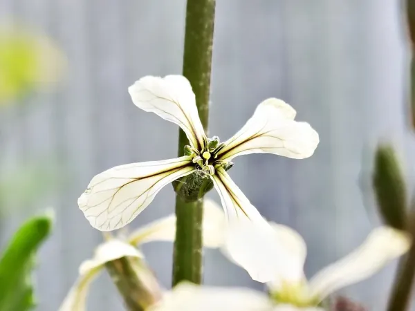 Rucola