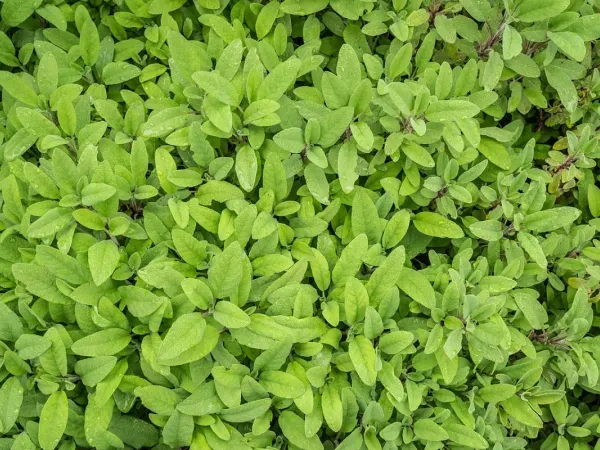 Salbei