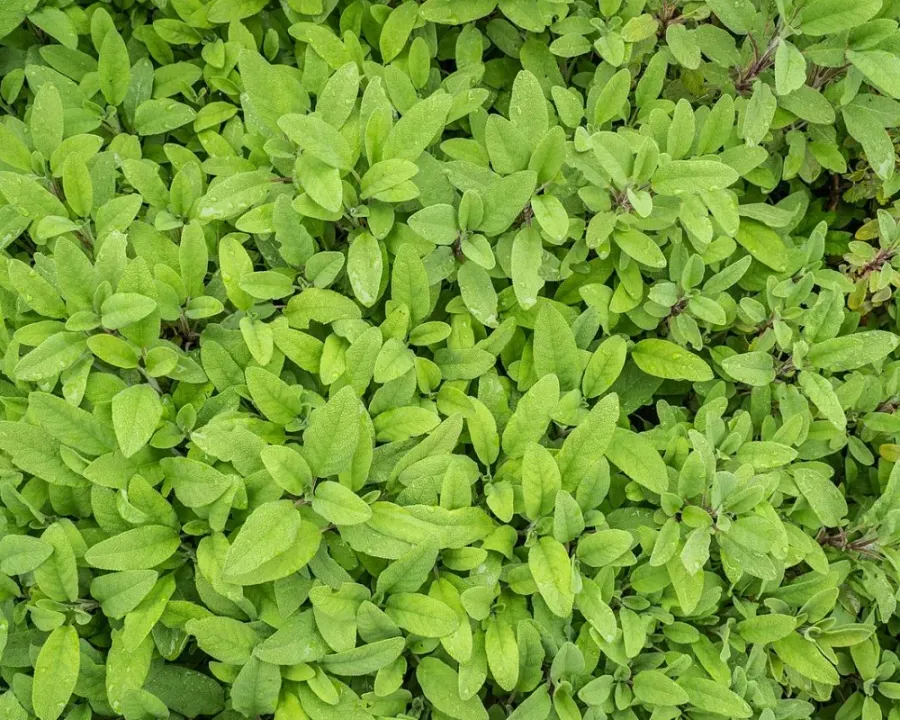 Salbei