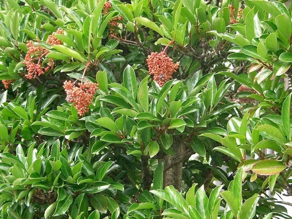 Sandelholz-Viburnum