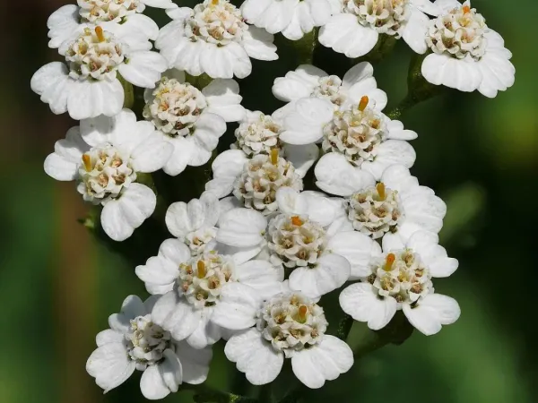 Schafgarbe (Achillea)