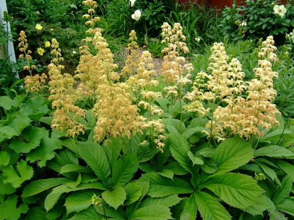 Schaublatt