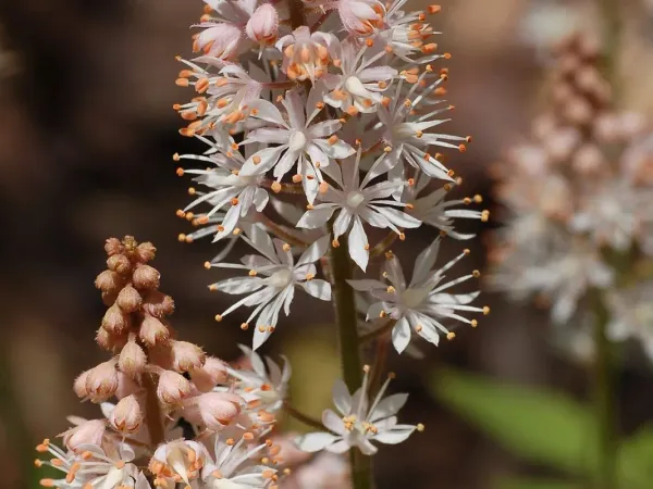 Schaumblüte (Tiarella)