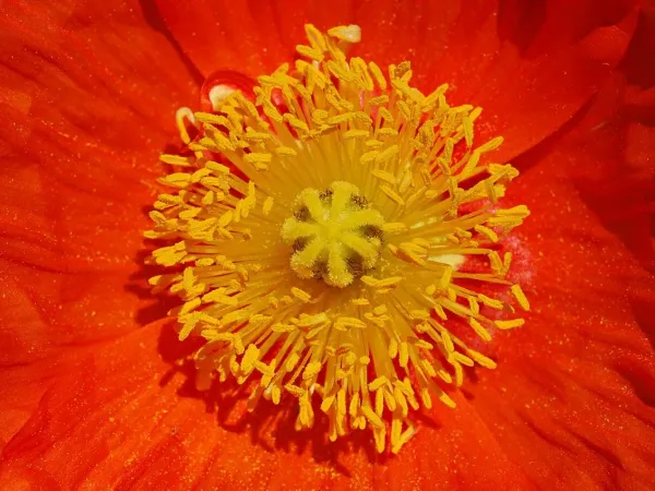 Scheinmohn