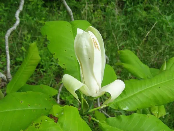Schirmmagnolie