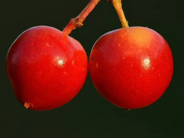 Schneeball (Viburnum)