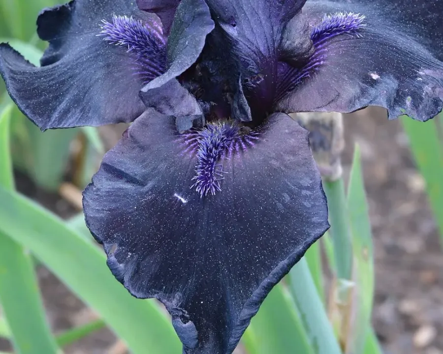 Schwertlilie (Iris)