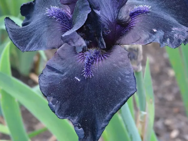 Schwertlilie (Iris)
