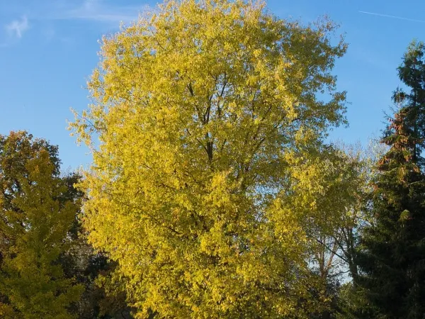 Silberahorn