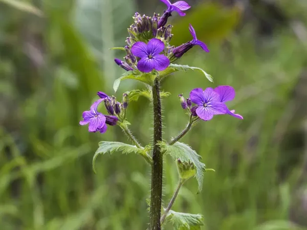 Silberblatt