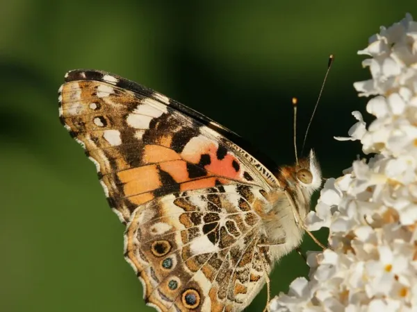 Sommerflieder (Schmetterlingsflieder)