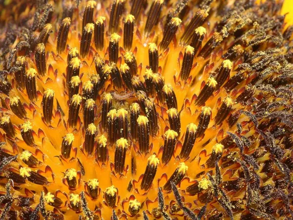 Sonnenblume